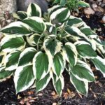 hosta minuteman