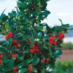 Ilex_meserveae_Heckenfee