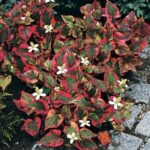 houttuynia cordata - kameleon1