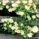 Klematis guernsey cream