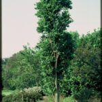 Koelreuteria_paniculata_Fastigiata