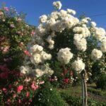 Kuglasta Schneewitchen ruža stablašica 2