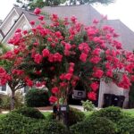 Lagerstroemia indica Arapaho