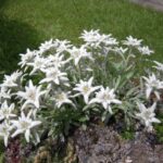 runolist - leonthopodium alpinum