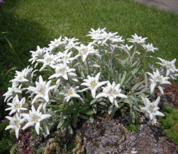 runolist - leonthopodium alpinum