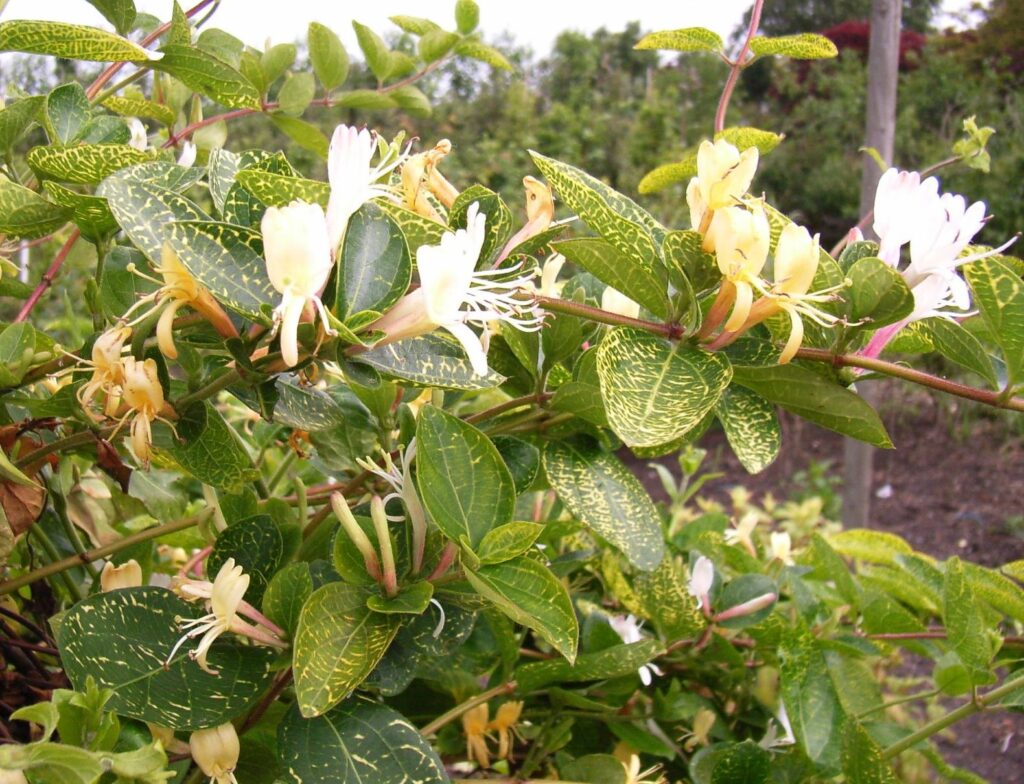 lonicera aureoreticulata