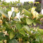 lonicera aureoreticulata