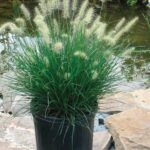 penisetum little bunny