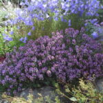 thymus vulgaris