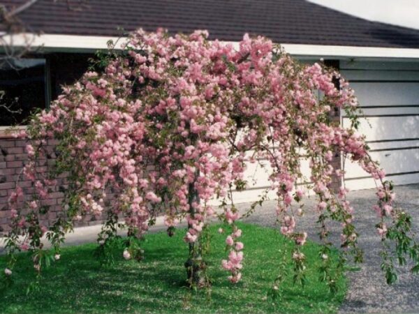 cvetajuća-trešnja-padajuća-prunus-kiku-shidare-zakura