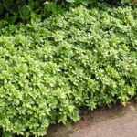 Pachysandra terminalis2