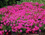 phlox-subulata-atropurpurea-1