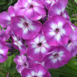 flox tamno ljubicasti