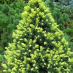 Picea glauca Rainbow End