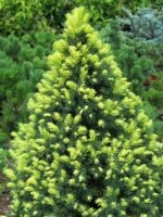 Picea glauca Rainbow End