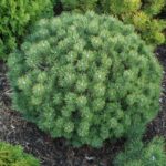 pinus mugo mops