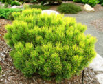 pinus mugo ophir1