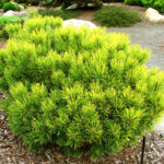 pinus mugo ophir1