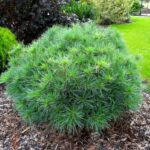 pinus strobus minima