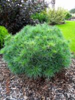 pinus strobus minima