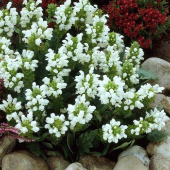 Prunella grandiflora alba1