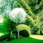 prunus fruticosa globosa1