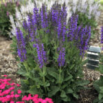Salvia various indigo girl1