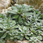 saxifraga cotyledon