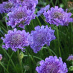 scabiosa