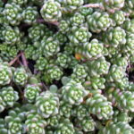Sedum album Athoum