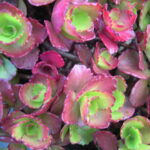sedum spurium ruby mantle