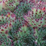 sempervivum mrs.giuseppe