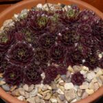 sempervivum black
