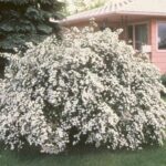 bela spirea suručica