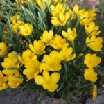 Sternbergia-lutea1