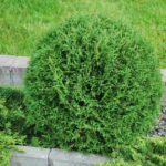 thuja tiny tim