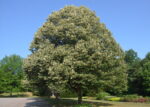 Tilia tomentosa seleste lipa