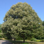 Tilia tomentosa seleste lipa