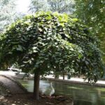 ulmus glabra pendula