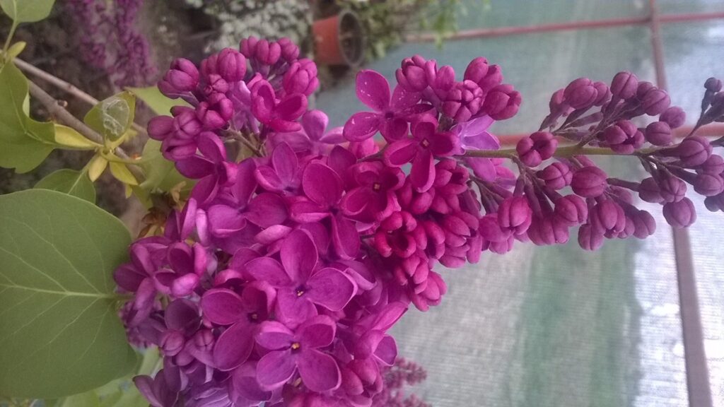 syringa vulgaris - tamno roze