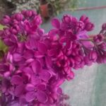 syringa vulgaris - tamno roze