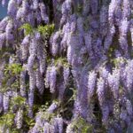 visteria-plava kiša