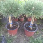 pinus nigra globosa - bor na stapu