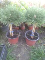 pinus nigra globosa - bor na stapu