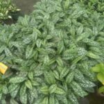 plućnjak - pulmonaria officinalis1