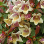 abelia x grandiflora