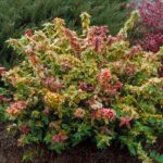 abelia kaleidoscop