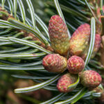 abies nordmanianna2