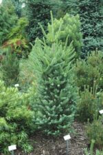 abies pinsapo fastigiata