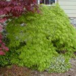 acer palmatum dissectum